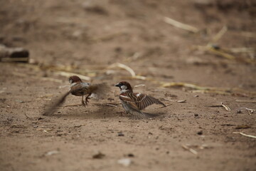 birds