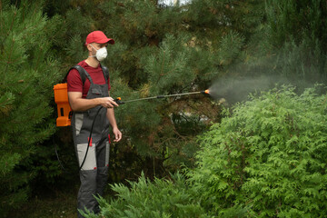 Gardener wearing a protective mask and gloves sprays insecticide on a hedge using a manual pump...