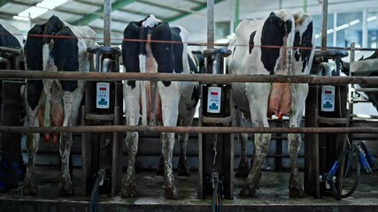 In this detailed shot of a modern dairy farm, Holstein cows are being milked with automated milking machines.