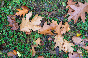 Fallen brown and yellow oak leaves on green autumn grass in the forest. Autumn mood concept