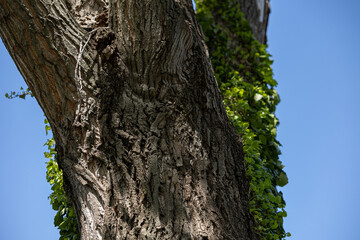Obraz premium dettagli in primo piano di parte della corteccia di un grande ed antico albero, coperto in parte dall'edera verde