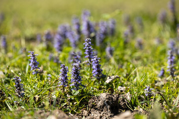 Obraz premium vista macro di vari fiori piccoli e bassi, per terra, in un campo, di giorno, in primavera
