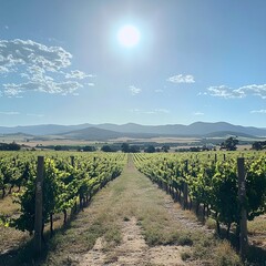 Naklejka premium Sunny Australian Vineyard with Lush Green Rows, Expansive Landscape, and Distant Mountains
