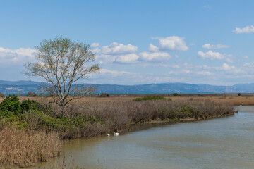 dettagli di un ambiente naturale di palude, tra la foce del fiume Isonzo e la costa del mare Adriatico vicino a Trieste, con vista su montagne distanti e un vasto canneto in primo piano