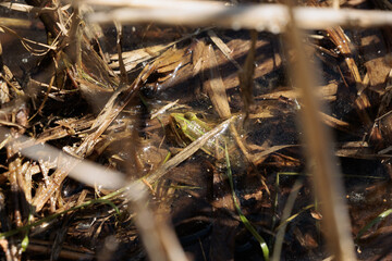 piccola rana dalla pelle verde mentre galleggia a filo sull'acqua, in una palude, di giorno, illuminata dal sole