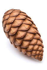 Pine cone, isolated on white background