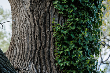 dettagli macro di parte della corteccia di un grande ed antico albero, coperto in parte dall'edera verde