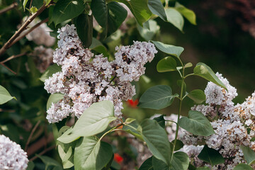 purple flowers on a branch