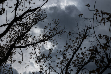 grandi e scure nuvole temporalesche coprono il cielo all'arrivo della pioggia, di pomeriggio, viste da dietro le cime e i rami spogli di alcuni alberi