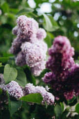 lilac flowers in the garden