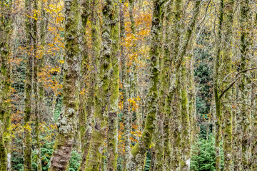 Obraz premium Bosque de bétulas e carvalhos com líquen