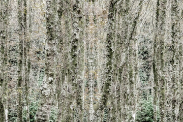 Fototapeta premium Bosque de bétulas e carvalhos com líquen