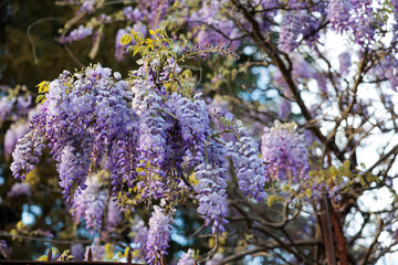dettagli di una pianta rampicante con grandi fiori dai petali viola
