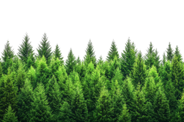 Lush green coniferous trees arranged closely against a white isolated background.