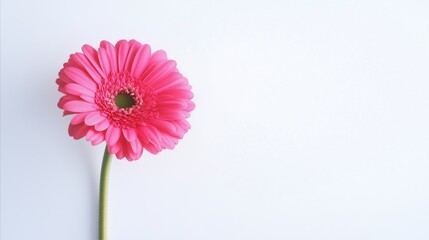 Pink flower with a green center sits on a white background