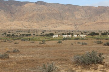 Savannah, North Afrika, Bouhedma National park, southern Tunisia
