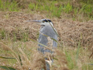 アオサギ（Grey Heron）の優雅な姿