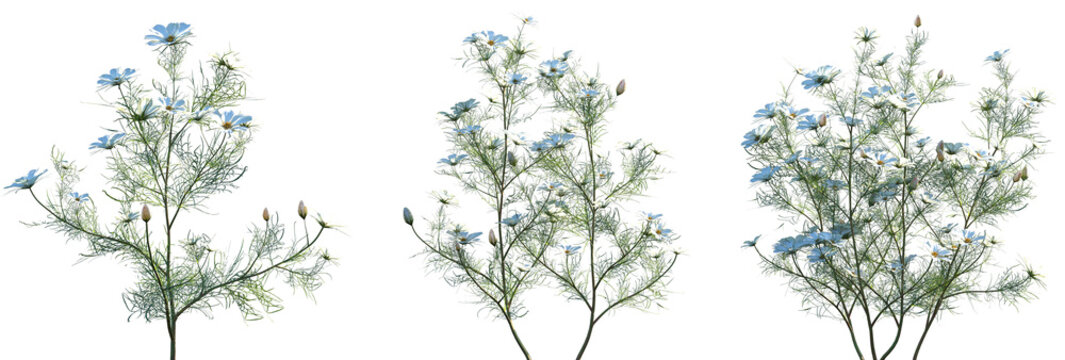 Set of Cosmos bipinnatus (the garden cosmos, Mexican aster, cosmea) frontal isolated png on a transparent background perfectly cutout high resolution