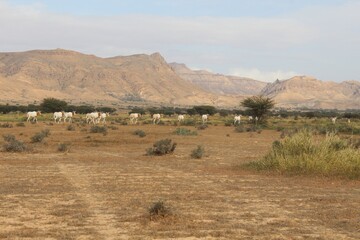 Savannah, North Afrika, Bouhedma National park, southern Tunisia