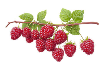 Red ripe raspberries with green leaves on a branch isolated on a white background.