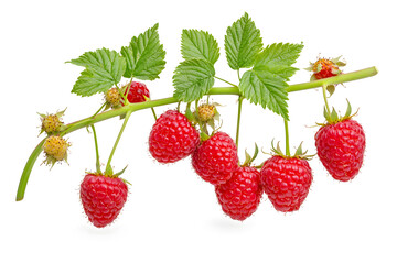 Red ripe raspberries with green leaves on a branch isolated on a white background.