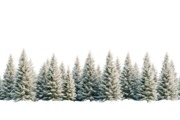 Snowy pine trees lined against a white background, perfect for winter-themed designs and illustrations.