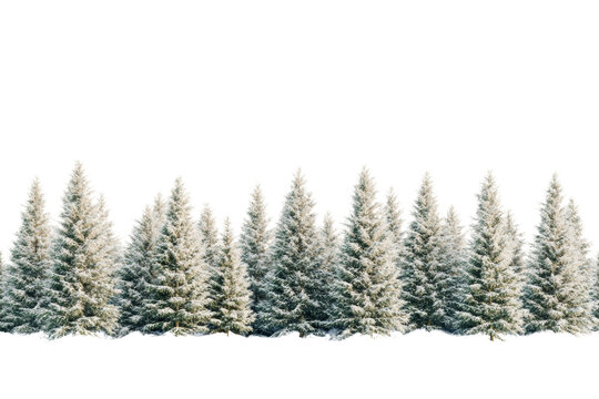 Snowy pine trees lined against a white background, perfect for winter-themed designs and illustrations.