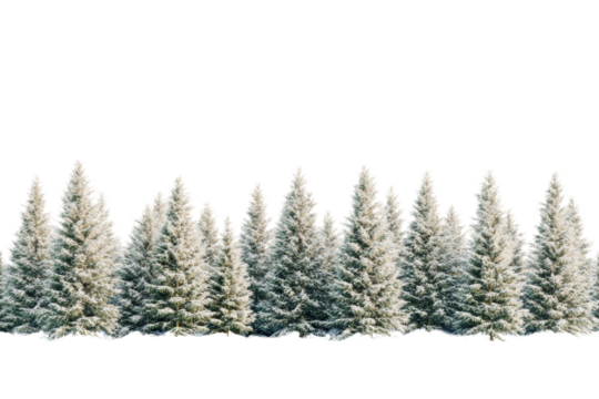 Snowy pine trees lined against a white background, perfect for winter-themed designs and illustrations.