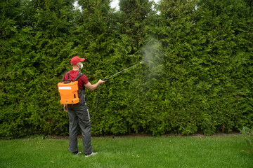 A landscaping professional applies treatment to lush green hedges in a residential backyard. The...