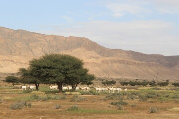 Savannah, North Afrika, Bouhedma National park, southern Tunisia