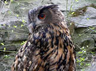 An eagle owl in Riesa Zoo (Saxony, Germany)