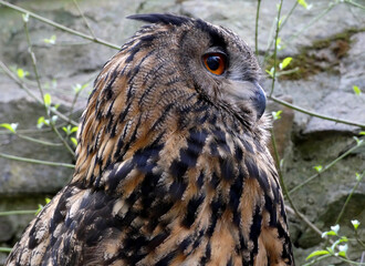 An eagle owl in Riesa Zoo (Saxony, Germany)