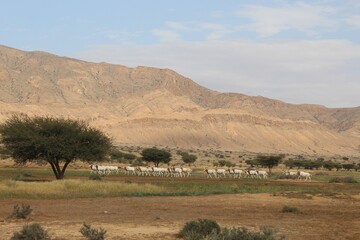Savannah, North Afrika, Bouhedma National park, southern Tunisia