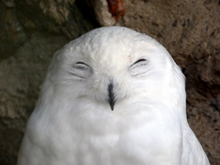 Obraz premium A snowy owl in Riesa Zoo (Saxony, Germany)