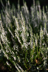 Close up flowering Common Heather or simply heather. Vertical crop. Selective focus.