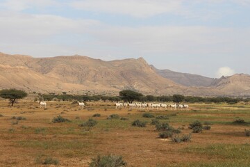 Savannah, North Afrika, Bouhedma National park, southern Tunisia