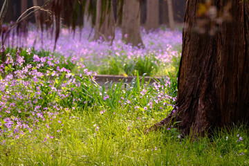 Shadows and Blooms: February Orchid