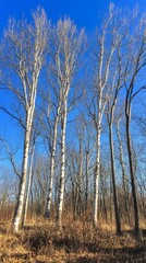 Obraz premium birch trees in autumn