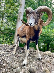 European Mouflon Sheep Switzerland