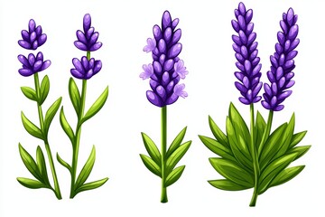 Fototapeta premium Illustration of beautiful lavender flowers with green stems, perfect for floral designs and decoration.