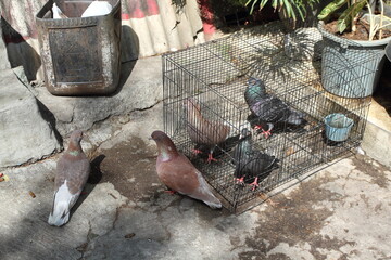 Some pigeons (Columba livia domestica) and their cage.