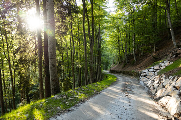 strada che scende lungo il pendio di una montagna, circondata da alti alberi dalle chiome verdi, illuminata dal sole del pomeriggio, in estate