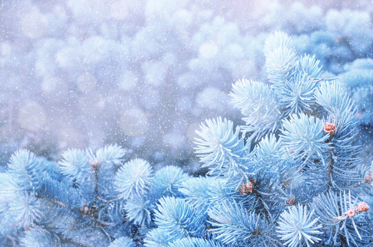 Winter snowy Christmas background. Blue pine tree branches under winter falling snow, closeup of winter forest nature with free space for Christmas and New Year text