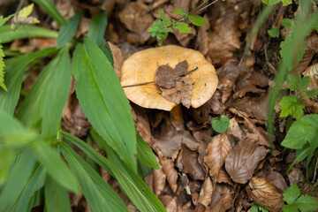 vista macro di un fungo dal cappello color giallo e marrone chiaro, in mezzo a tante foglie secche e cadute dagli alberi, in un bosco di montagna, di giorno, in autunno