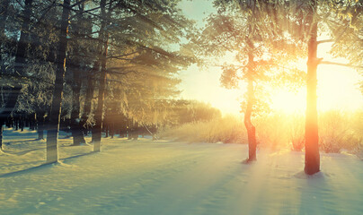 Winter forest landscape with frosty trees under bright evening sunlight. Winter forest in sunlight...