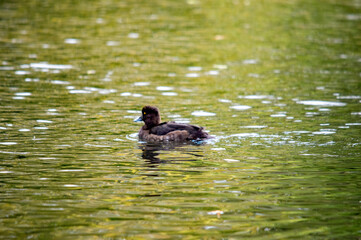 Blässhuhn im Wasser