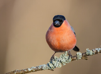 Eurasian Bullfinch - male at a wet forest in spring