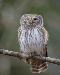 Eurasian Pigmy Owl in a fir grove in spring 