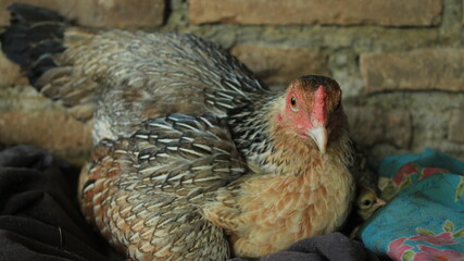 A mother hen gently sits on her eggs, carefully warming them under her feathers, creating a cozy scene of nurturing in her nest.