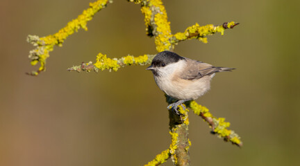 The marsh tit - at a wet forest in autumn